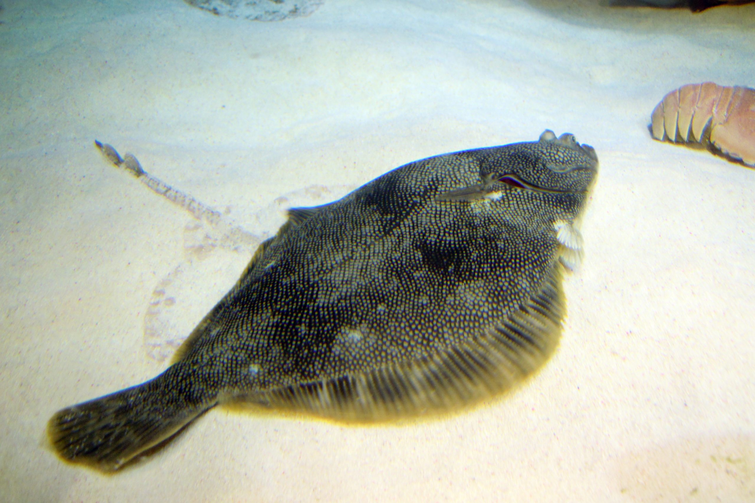 Barfin flounder